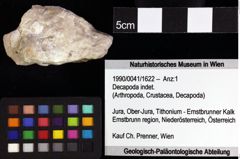 Foto (Objket + Etiketten) von Decapoda indet. 